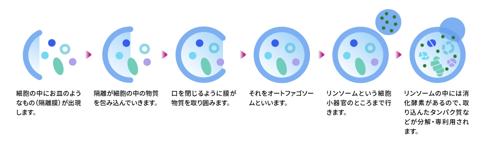 オートファジー（全身の細胞に備わっている分解機構）の流れ 図