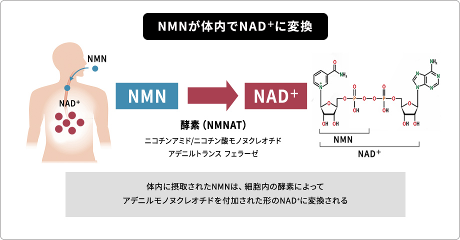 NMNが体内でNAD+に変換される仕組みを図解しています。酵素NMNATによりNMNにアデニルモノヌクレオチドが付加されNAD+が生成される過程です。