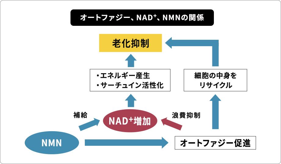 オートファジー、NAD+、NMNの相互関係を示した図です。NMNがNAD+を増加させ、エネルギー産生やサーチュイン活性化、オートファジー促進を通じて老化抑制に寄与するメカニズムを図解しています。