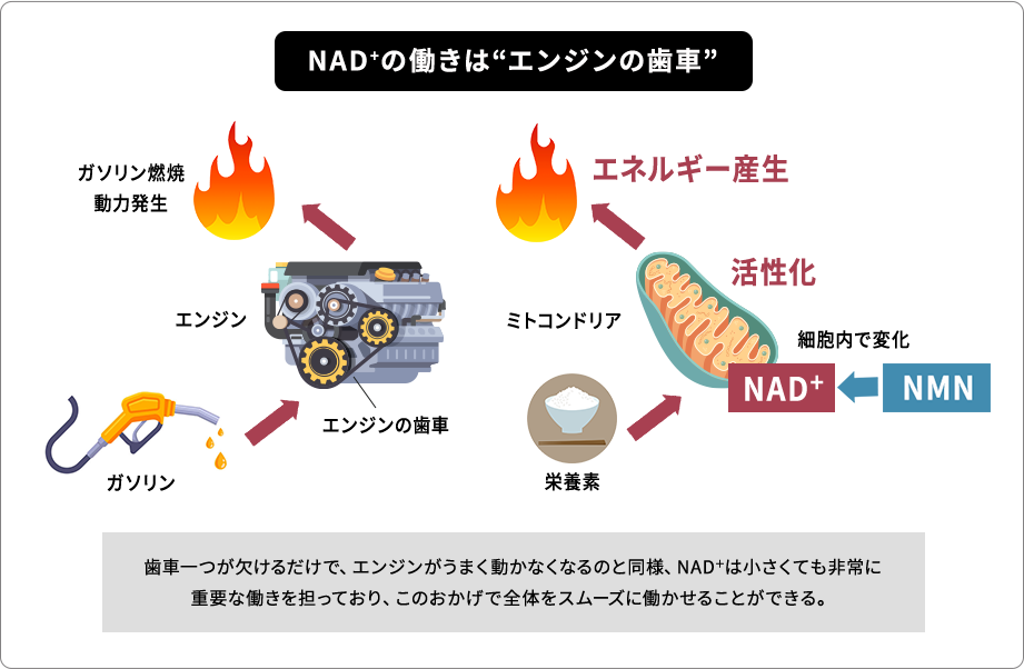 NAD+の働きをエンジンの歯車に例えて説明した図です。ガソリンがエンジンで動力となるように、栄養素やNMNから生成されるNAD+がミトコンドリアを活性化し、細胞内でエネルギーを産生する重要な役割を担っていることを示しています。