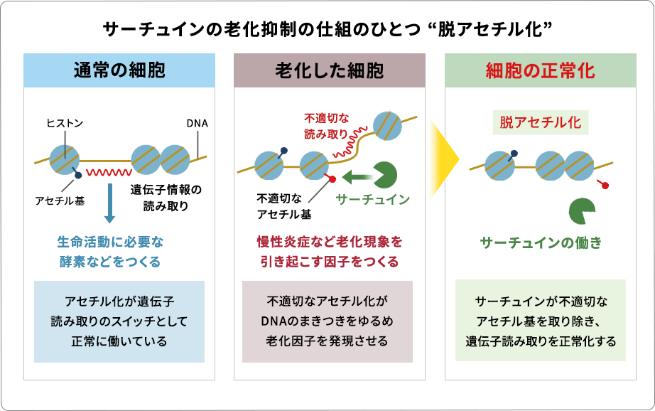 サーチュインによる老化抑制の仕組みである脱アセチル化を説明した図です。通常の細胞、老化細胞、そしてサーチュインの働きによる細胞の正常化の3段階で、アセチル基とDNA読み取りの関係が図解されています。