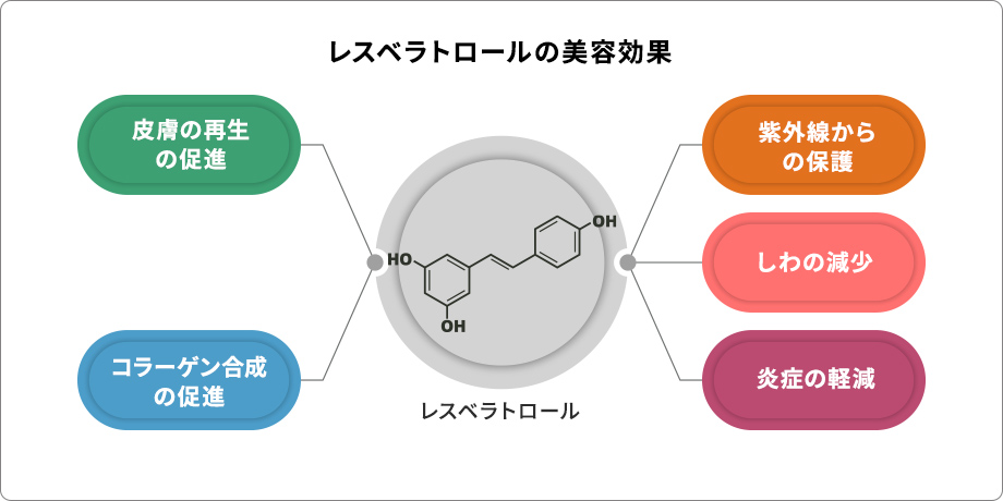 レスベラトロールの美容効果：皮膚の再生の促進 コラーゲン合成の促進 レスベラトロール 紫外線からの保護 しわの減少 炎症の軽減