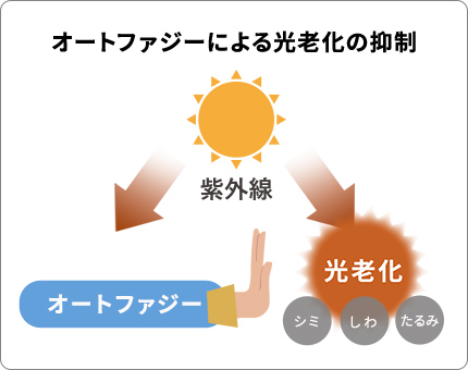 オートファジーによる光老化（シミ、しわ、たるみ）の抑制