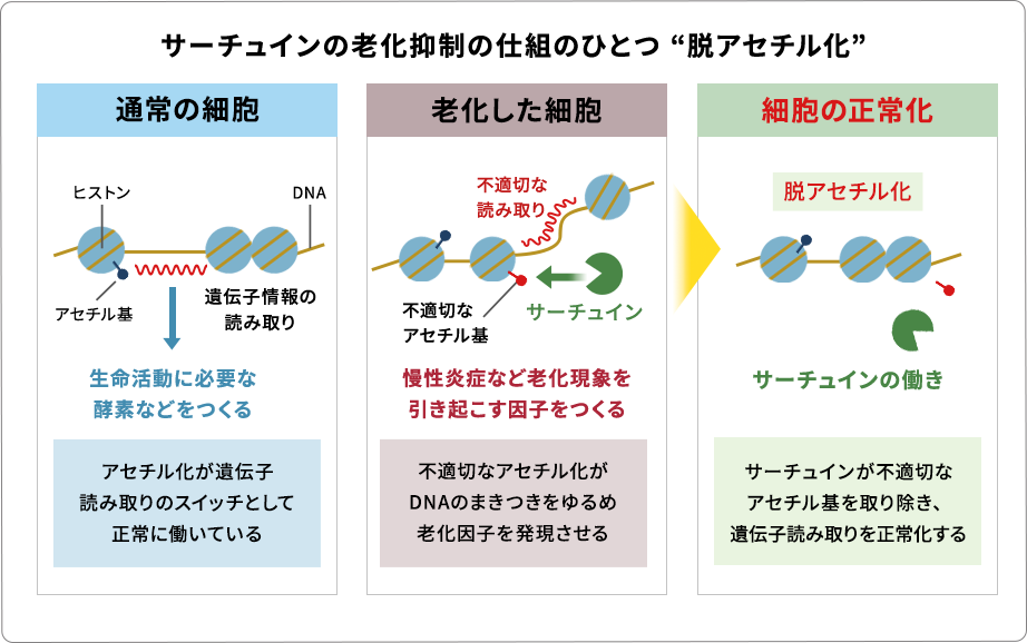 サーチュインの老化抑制の仕組みのひとつ「脱アセチル化」：不適切なアセチル化がDNAの巻きつきをゆるめ老化因子を発現させる サーチュインが不適切なアセチル基を取り除き、遺伝子読み取りを正常化する