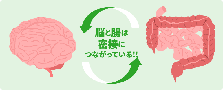 脳と腸は密接につながっている！